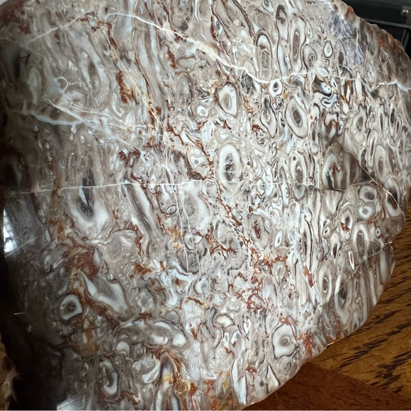 Rare Petrified Palm Root Fossil Stone California Home Decor Display Rock - Picture 10 of 15